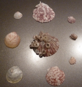 seashells final