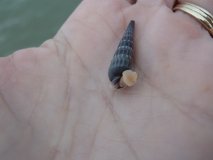 snail 5